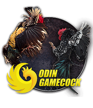 sub-animal-od_cock.webp